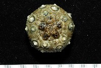 雙列角頭帕藏品圖，第6張