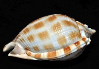 布紋鬘螺藏品圖，第3張