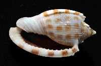 布紋鬘螺藏品圖，第4張