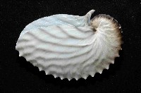 扁船蛸藏品圖，第3張