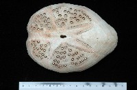 秀麗布萊海膽藏品圖，第6張