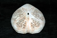 秀麗布萊海膽藏品圖，第9張