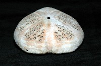 秀麗布萊海膽藏品圖，第10張