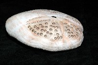 秀麗布萊海膽藏品圖，第12張