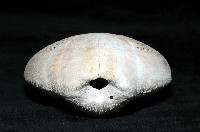 秀麗布萊海膽藏品圖，第13張