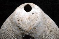 秀麗布萊海膽藏品圖，第15張
