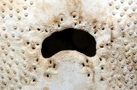 秀麗布萊海膽藏品圖，第17張
