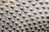 秀麗布萊海膽藏品圖，第18張