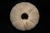 貝利角孔海膽藏品圖，第3張