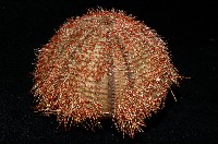 貝利角孔海膽藏品圖，第7張