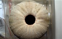 貝利角孔海膽藏品圖，第12張