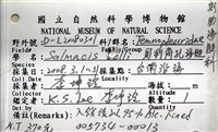 貝利角孔海膽藏品圖，第14張