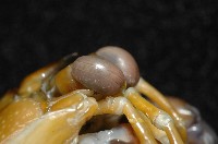 大指蝦蛄藏品圖，第4張