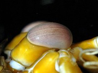 大指蝦蛄藏品圖，第5張