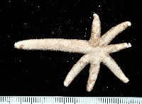 呂宋棘海星藏品圖，第1張