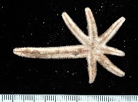 呂宋棘海星藏品圖，第2張