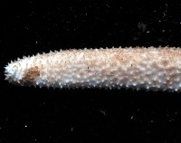 呂宋棘海星藏品圖，第3張