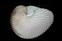 扁船蛸藏品圖，第2張