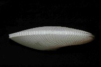 扁船蛸藏品圖，第3張