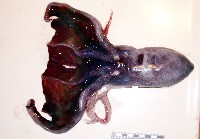 印太水孔蛸藏品圖，第3張