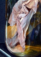 印太水孔蛸藏品圖，第7張