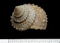 登錄號:005770-00001藏品圖，第1張