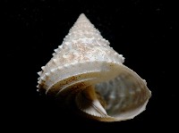 登錄號:005770-00001藏品圖，第3張