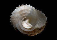 登錄號:005770-00001藏品圖，第4張