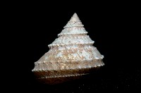 登錄號:005770-00001藏品圖，第5張