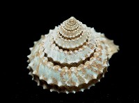 登錄號:005770-00001藏品圖，第6張