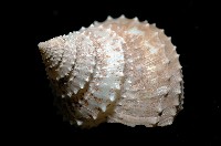 登錄號:005770-00001藏品圖，第7張