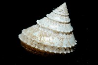 登錄號:005770-00001藏品圖，第8張