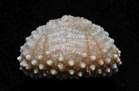未知種深海皇冠海膽藏品圖，第4張