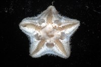 未知種開曼海星藏品圖，第2張