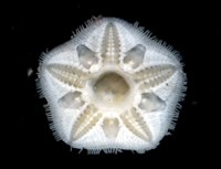 未知種開曼海星藏品圖，第4張