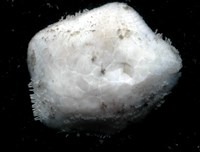 未知種開曼海星藏品圖，第5張