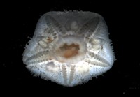未知種開曼海星藏品圖，第6張