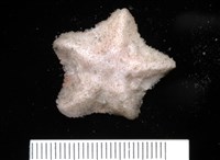 未知種開曼海星藏品圖，第7張