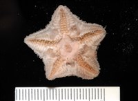 未知種開曼海星藏品圖，第8張