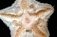 未知種開曼海星藏品圖，第10張