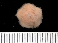 未知種開曼海星藏品圖，第12張