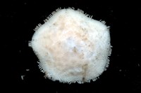 未知種開曼海星藏品圖，第13張