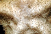 未知種開曼海星藏品圖，第14張