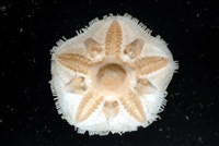 未知種開曼海星藏品圖，第16張
