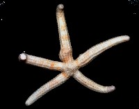 多篩指海星藏品圖，第2張