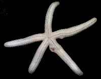 多篩指海星藏品圖，第3張