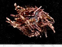 環刺棘海膽藏品圖，第2張