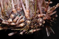 環刺棘海膽藏品圖，第3張