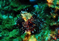 白棘三列海膽藏品圖，第1張