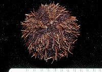 白棘三列海膽藏品圖，第2張